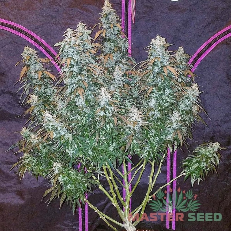Auto Sour Diesel feminised Master Seed