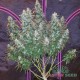 Auto Sour Diesel feminised Master Seed