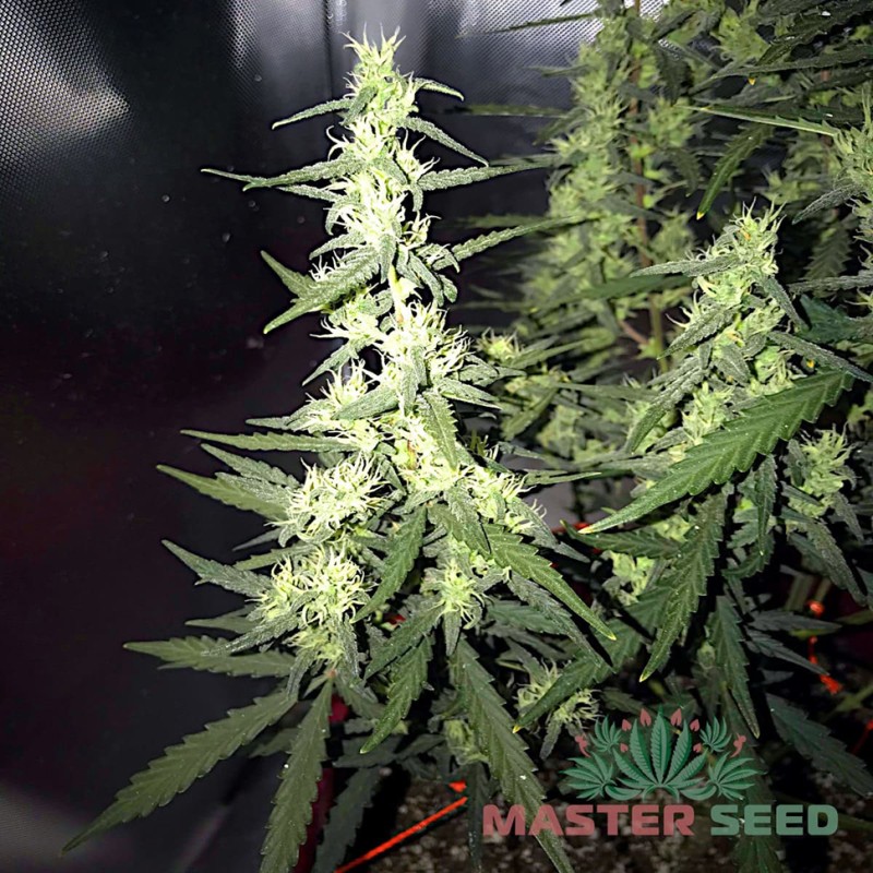 Auto Sour Diesel feminised Master Seed