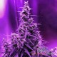 Auto Sour Diesel feminised Master Seed