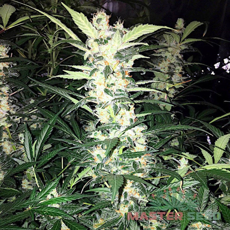 Auto Sour Diesel feminised Master Seed