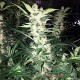 Auto Sour Diesel feminised Master Seed