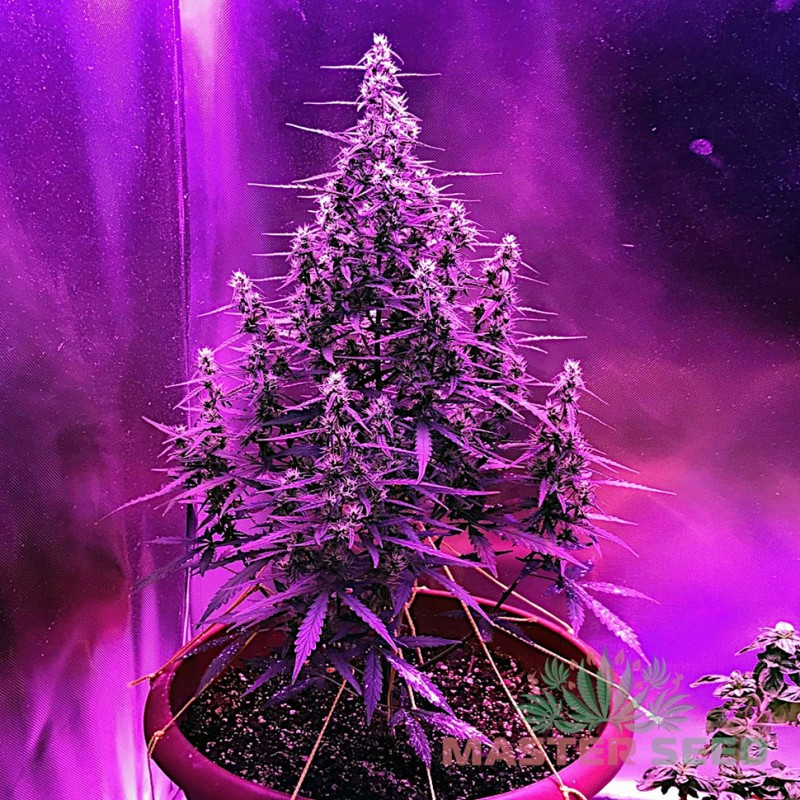 Auto Sour Diesel feminised Master Seed