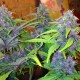 Auto LSD feminised GanjaLiveSeeds