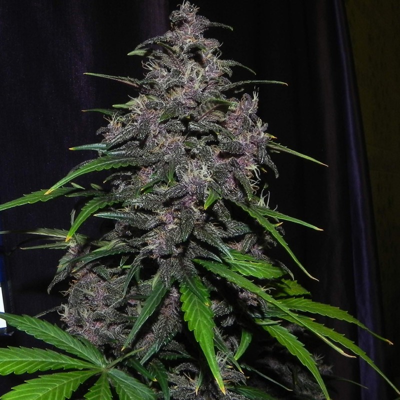 Auto LSD feminised GanjaLiveSeeds