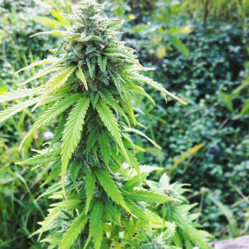Auto Big Bang feminised GanjaLiveSeeds