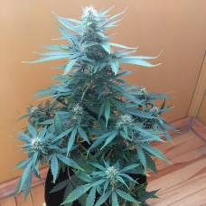Auto Big Bang feminised GanjaLiveSeeds