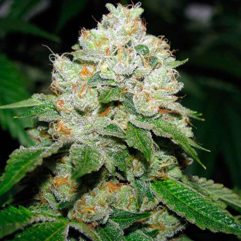 Hell's Angel OG feminised Ganja Seeds - 2 насінини