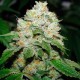 Hell's Angel OG feminised Ganja Seeds - 2 насінини