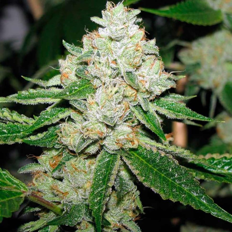 Hell's Angel OG feminised Ganja Seeds - 2 насінини
