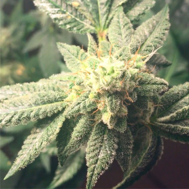 Hell's Angel OG feminised Ganja Seeds - 2 насінини