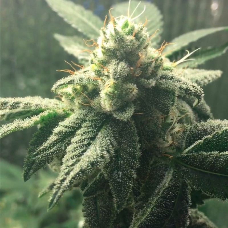 Hell's Angel OG feminised Ganja Seeds - 2 насінини