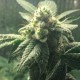 Hell's Angel OG feminised Ganja Seeds - 2 насінини
