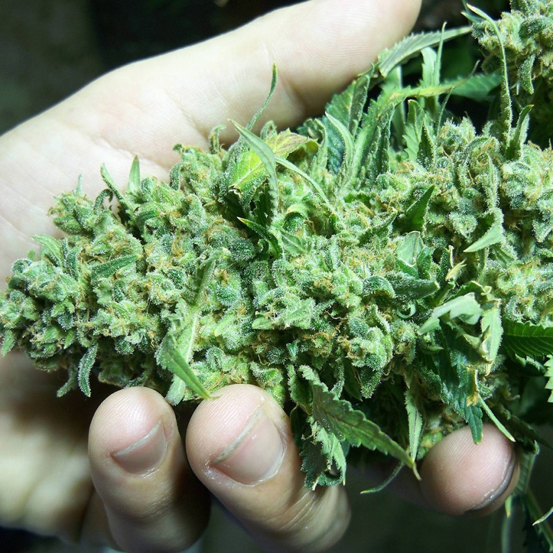 White Widow regular Ganja Seeds