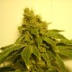 White Widow regular Ganja Seeds