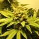 White Widow regular Ganja Seeds