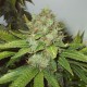 White Widow regular Ganja Seeds