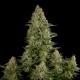 White Widow regular Ganja Seeds