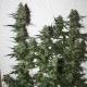 White Widow regular Ganja Seeds