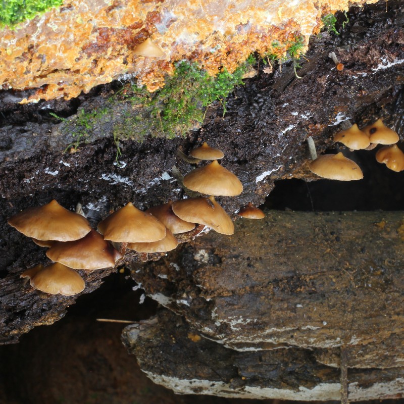 Mexican