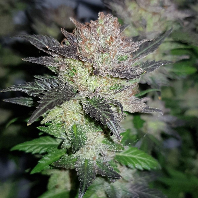 Auto Critical Plus feminised GanjaLiveSeeds