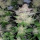 Auto Critical Plus feminised GanjaLiveSeeds