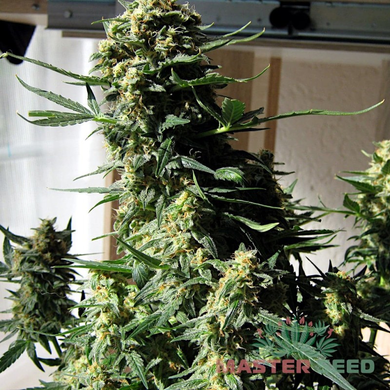 Auto Super Bud feminised Master Seed - 3 насінини