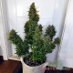 Auto Super Bud feminised Master Seed - 3 насінини