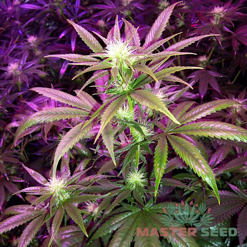 Auto Super Bud feminised Master Seed - 3 насінини