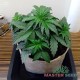 Auto Super Bud feminised Master Seed - 3 насінини