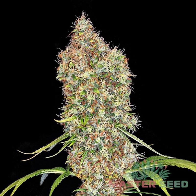 Auto Super Bud feminised Master Seed - 3 насінини