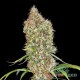 Auto Super Bud feminised Master Seed - 3 насінини