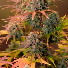 Auto Night Queen feminised GanjaLiveSeeds