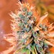 Blue feminised Ganja Seeds
