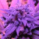 Blue feminised Ganja Seeds