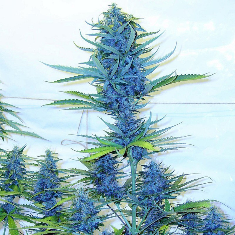 Blue feminised Ganja Seeds