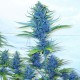 Blue feminised Ganja Seeds