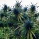 Blue feminised Ganja Seeds