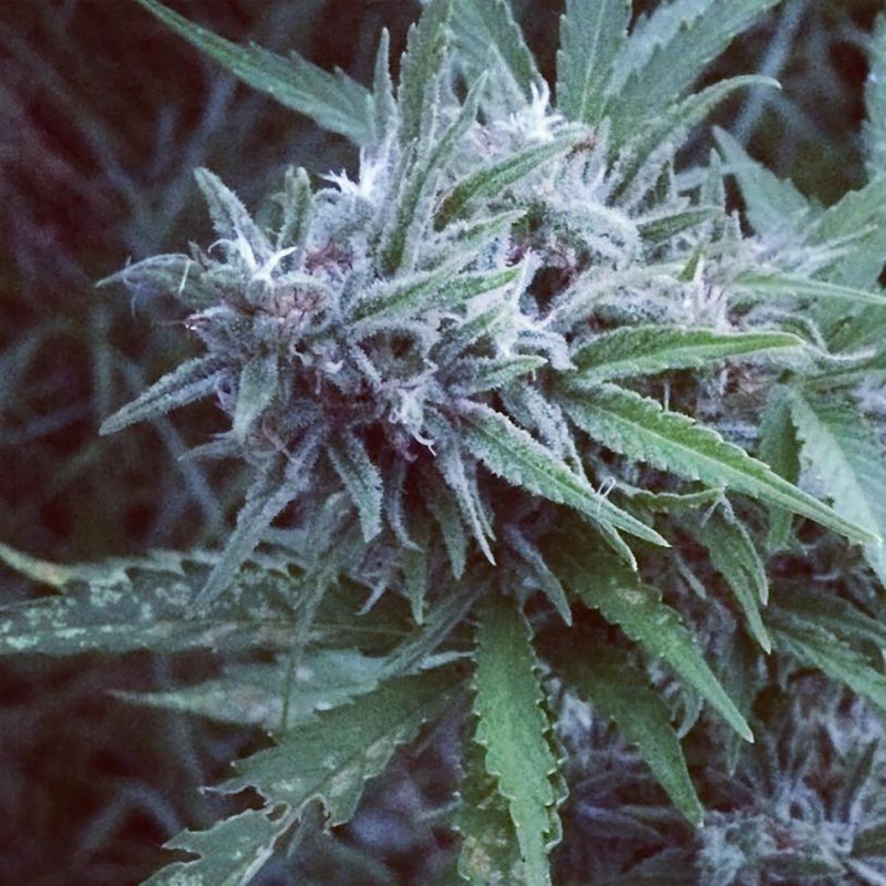 Blue feminised Ganja Seeds