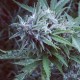 Blue feminised Ganja Seeds