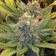 Blue feminised Ganja Seeds