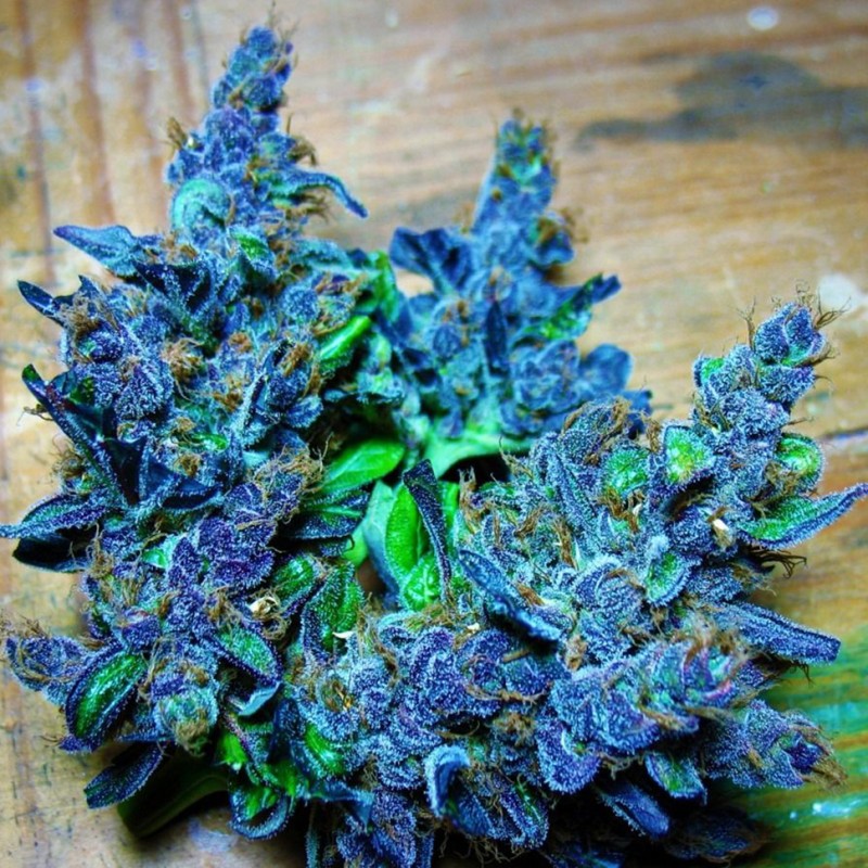 Blue feminised Ganja Seeds