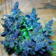 Blue feminised Ganja Seeds