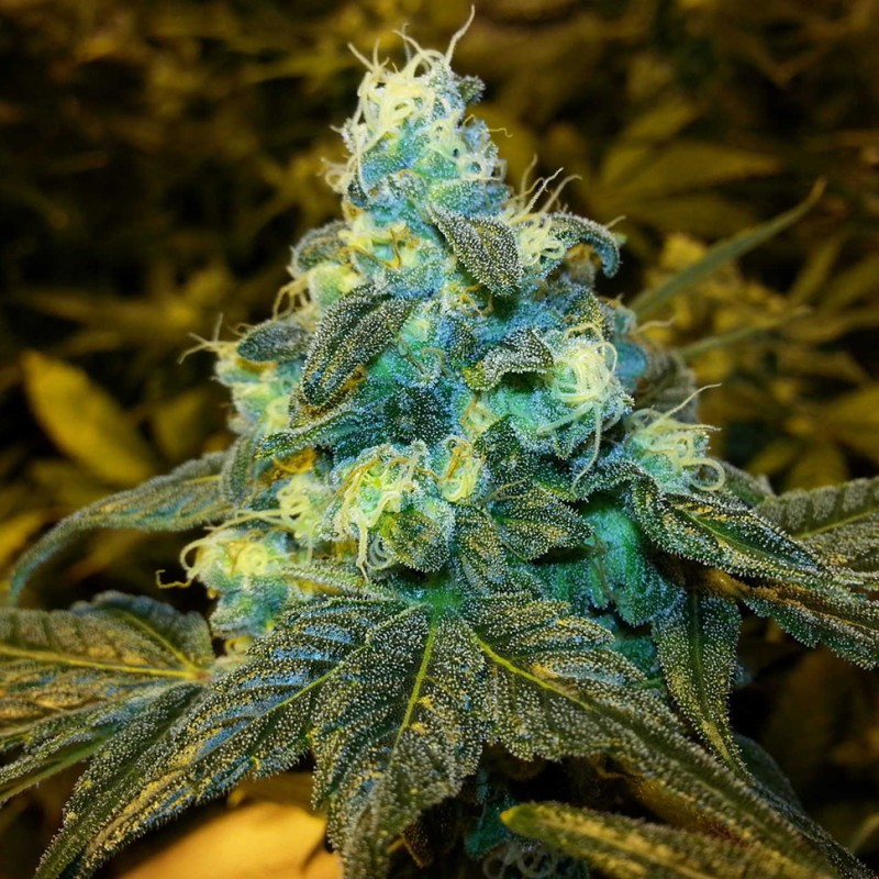 Blue feminised Ganja Seeds