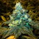 Blue feminised Ganja Seeds