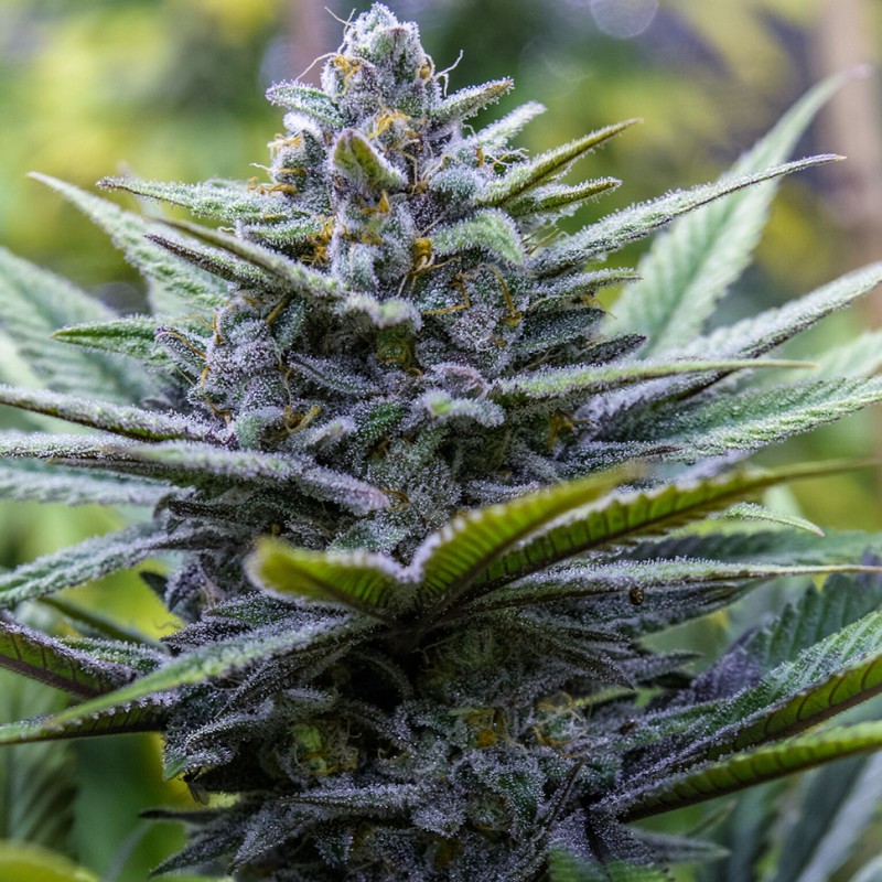 Blue feminised Ganja Seeds