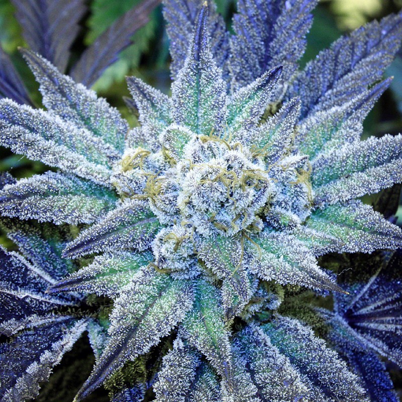 Blue feminised Ganja Seeds