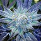 Blue feminised Ganja Seeds