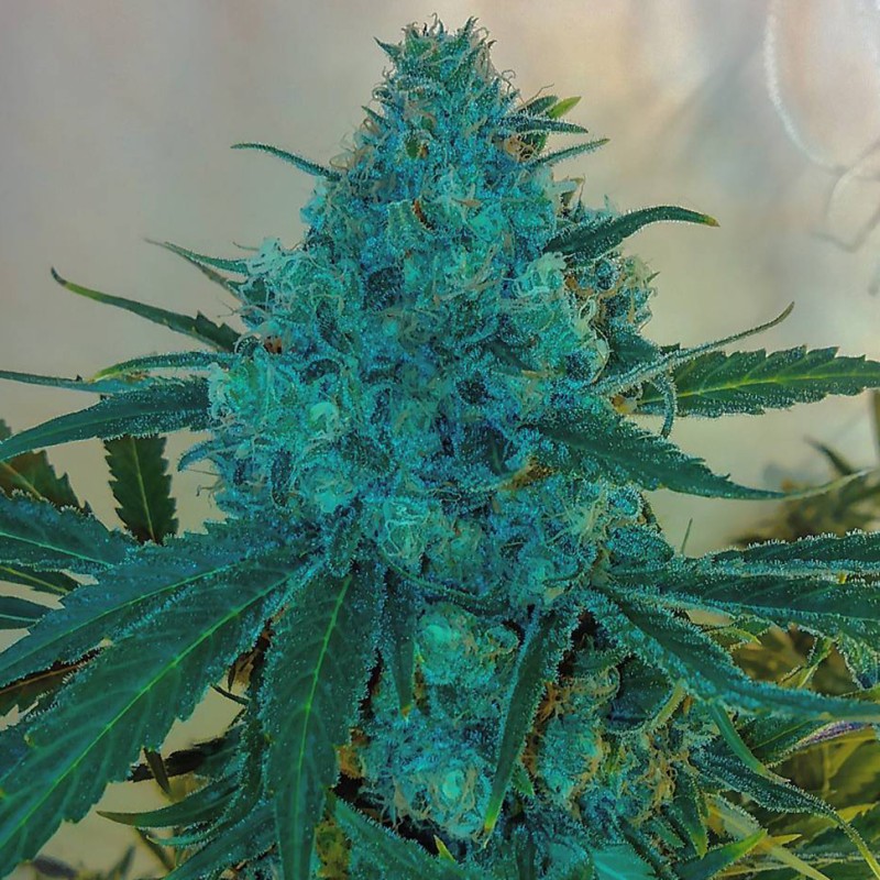 Blue feminised Ganja Seeds