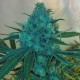 Blue feminised Ganja Seeds
